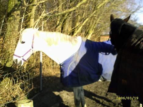 Dansk Varmblod Little Honda - Den berømte "hesten uden ører" ;D hehe billede 12