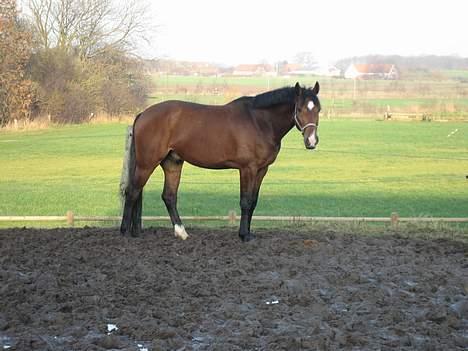 Holstener Calvados - se mig ... se mig... :) billede 8