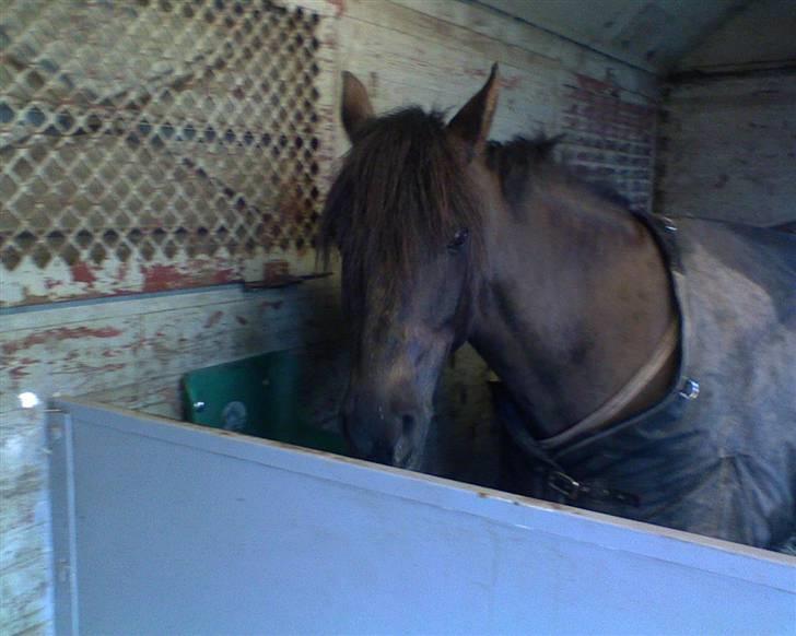 New Forest Kikkenberg's Rikki *SOLGT - Smukke Rikki i stalden .. billede 8