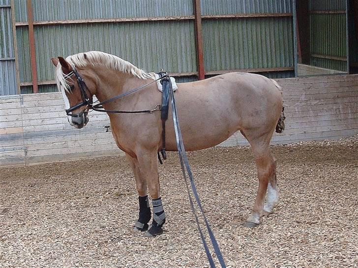 Welsh Cob (sec D) Mondetgårds Lady Duchess - 12. Lady i lange køreliner 2009 billede 9