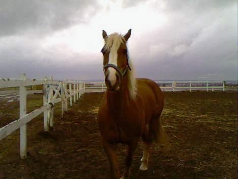 Welsh Cob (sec D) Mondetgårds Lady Duchess - 14. Da jeg næsten lige havde fået lady... 2005 billede 10