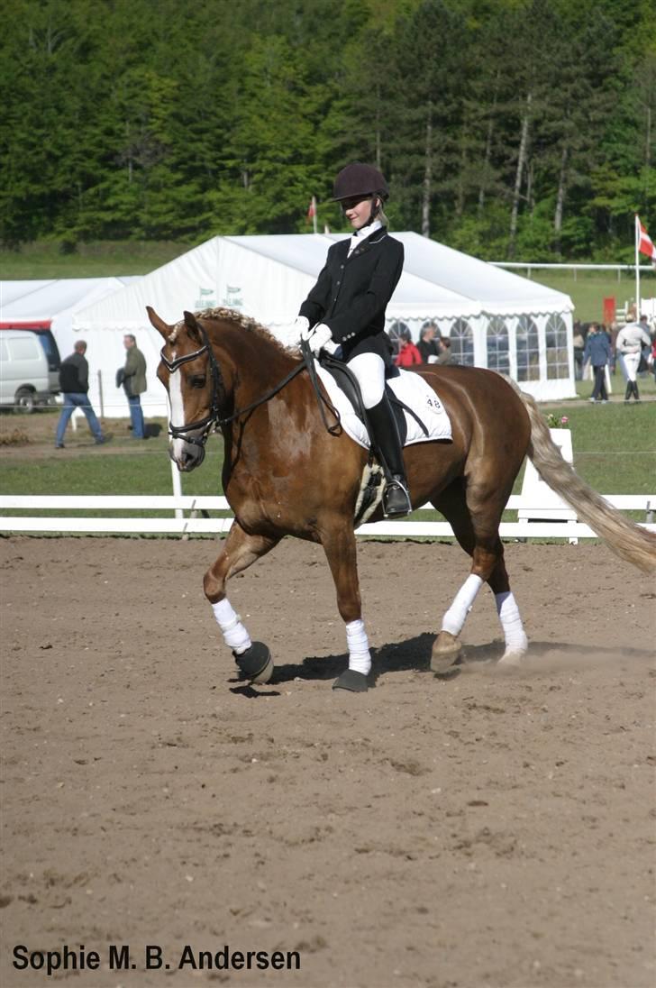 Welsh Cob (sec D) Mondetgårds Lady Duchess - 15. Lady og mig til stævne på morsø. LB2 2007 billede 11