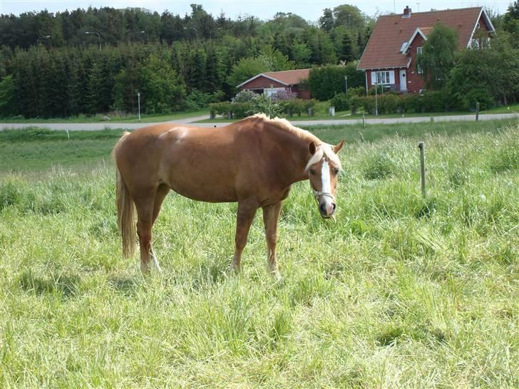 Welsh Cob (sec D) Mondetgårds Lady Duchess - 16. ´´Kommer du og henter mig eller hvad? :P´´ 2008 billede 12