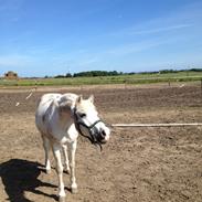 Anden særlig race **Julius**