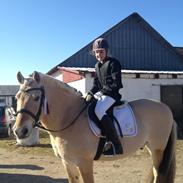 Fjordhest Norman Fjordlyst