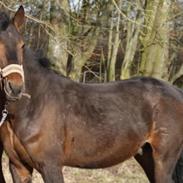 Anden særlig race Sofus