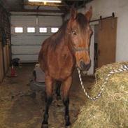 Anden særlig race Sofus