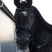 Westfaler Star Pilot