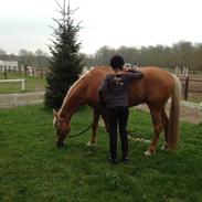 Palomino Maribos Mr Perfect