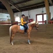 Palomino Maribos Mr Perfect