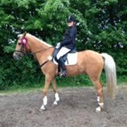 Palomino Maribos Mr Perfect