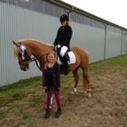 Palomino Maribos Mr Perfect