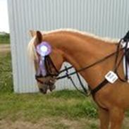 Palomino Maribos Mr Perfect