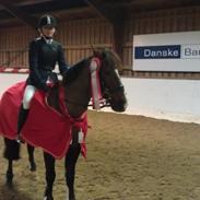 Welsh Cob (sec D) Nando