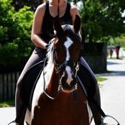 Pinto Hoelgaard's Ram A Quena <3 