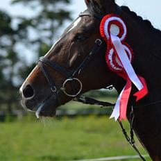 Dansk Varmblod Bjergmoses Lucky Lady
