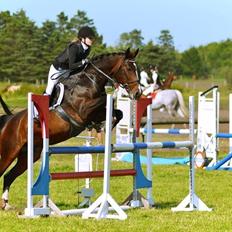 Dansk Varmblod Bjergmoses Lucky Lady