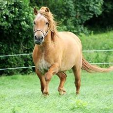 Anden særlig race Tex