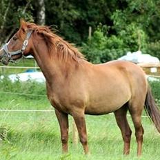 Anden særlig race Bounty