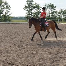 Anden særlig race Misse (Møge)