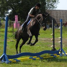 Dansk Varmblod Pegasus