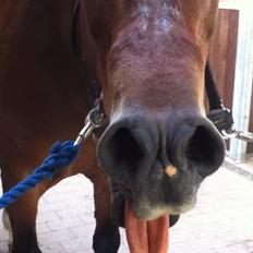 Welsh Cob (sec D) Maximus