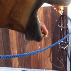 Welsh Cob (sec D) Maximus