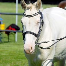 Tysk Sportspony Fyrstinde Feodora