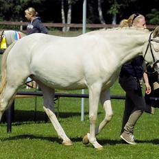 Tysk Sportspony Fyrstinde Feodora