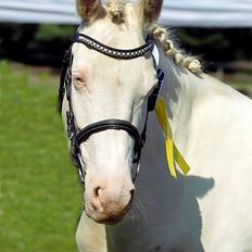 Tysk Sportspony Fyrstinde Feodora