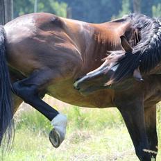 Anden særlig race Macho