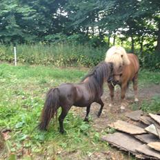 Miniature Lonso (solgt)