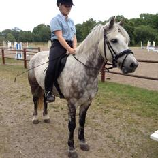 Irsk Sportspony Castlefarm Rainbow