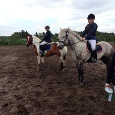 Irsk Sportspony Castlefarm Rainbow