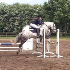 Irsk Sportspony Castlefarm Rainbow