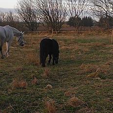 Anden særlig race Donna