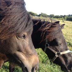 Anden særlig race Donna