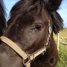 Anden særlig race Donna