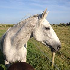 Traver Orlov Isabella Taulund