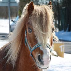 Hollandsk Sportspony Mads