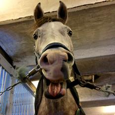 Anden særlig race Merlin