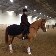 Tysk Sportspony Proud Don Caruso A-PONY