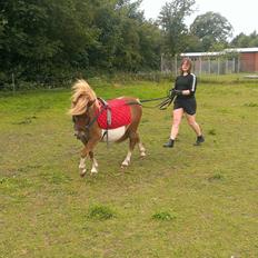 Shetlænder Dalbo´s Lukas