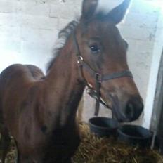 Dansk Varmblod Zackma