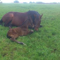 Dansk Varmblod Zackma