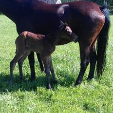 Dansk Varmblod Zackma