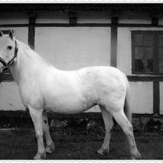 Anden særlig race Snehvide