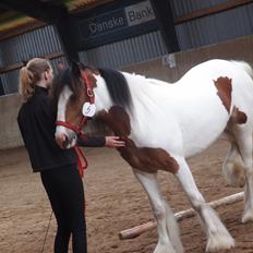 Irish Cob Caraminas Calina