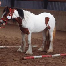 Irish Cob Caraminas Calina