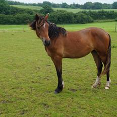 Welsh Pony af Cob-type (sec C) Mosetoftens Daisy